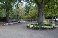 Els Geerdens tovert met chrysanten in Japanse Tuin