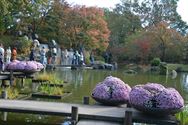 Els Geerdens tovert met chrysanten in Japanse Tuin