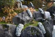 Els Geerdens tovert met chrysanten in Japanse Tuin