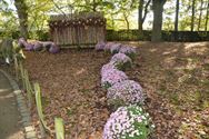 Els Geerdens tovert met chrysanten in Japanse Tuin