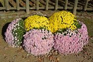 Els Geerdens tovert met chrysanten in Japanse Tuin