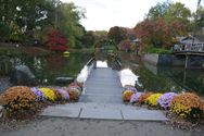 Els Geerdens tovert met chrysanten in Japanse Tuin