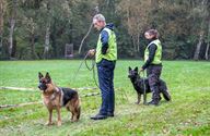 Duitse herders werden grondig gekeurd