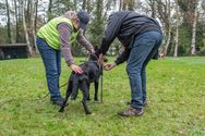 Duitse herders werden grondig gekeurd