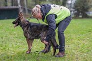 Duitse herders werden grondig gekeurd