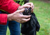 Duitse herders werden grondig gekeurd