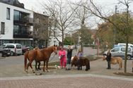 Honden, paarden en pony's gezegend in Zolder