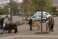 Honden, paarden en pony's gezegend in Zolder