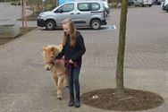 Honden, paarden en pony's gezegend in Zolder