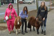 Honden, paarden en pony's gezegend in Zolder