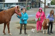 Honden, paarden en pony's gezegend in Zolder