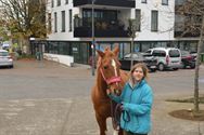 Honden, paarden en pony's gezegend in Zolder