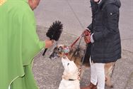 Honden, paarden en pony's gezegend in Zolder