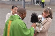 Honden, paarden en pony's gezegend in Zolder