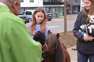 Honden, paarden en pony's gezegend in Zolder