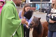 Honden, paarden en pony's gezegend in Zolder