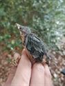 Al veel jonge vogels in de nestkasten van Bovy