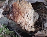 En daar zijn de paddenstoelen al ...