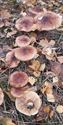 30 soorten paddenstoelen aan De Kluis