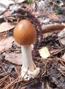 30 soorten paddenstoelen aan De Kluis