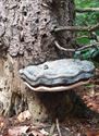 30 soorten paddenstoelen aan De Kluis