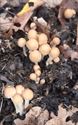 30 soorten paddenstoelen aan De Kluis