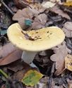 30 soorten paddenstoelen aan De Kluis
