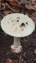 30 soorten paddenstoelen aan De Kluis