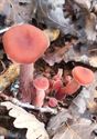 30 soorten paddenstoelen aan De Kluis
