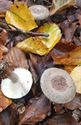 30 soorten paddenstoelen aan De Kluis