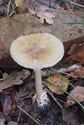 30 soorten paddenstoelen aan De Kluis