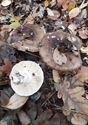 30 soorten paddenstoelen aan De Kluis