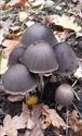 30 soorten paddenstoelen aan De Kluis