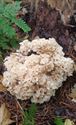 30 soorten paddenstoelen aan De Kluis