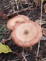 30 soorten paddenstoelen aan De Kluis