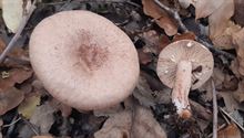 30 soorten paddenstoelen aan De Kluis
