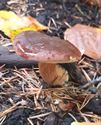 30 soorten paddenstoelen aan De Kluis