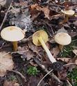 30 soorten paddenstoelen aan De Kluis