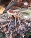 30 soorten paddenstoelen aan De Kluis