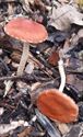 30 soorten paddenstoelen aan De Kluis