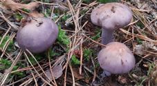 30 soorten paddenstoelen aan De Kluis