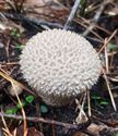 30 soorten paddenstoelen aan De Kluis