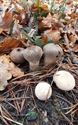 30 soorten paddenstoelen aan De Kluis