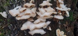 30 soorten paddenstoelen aan De Kluis