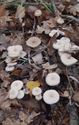 30 soorten paddenstoelen aan De Kluis