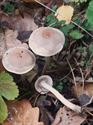 30 soorten paddenstoelen aan De Kluis