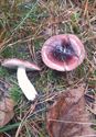 30 soorten paddenstoelen aan De Kluis