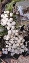 30 soorten paddenstoelen aan De Kluis