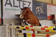 Paarden en pony's springen vlot zonder ruiter
