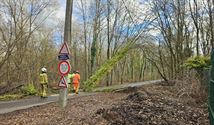 Omgevallen boom versperde de Strabroekweg